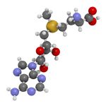 S-Adenosil-Metionina: una molecola da conoscere