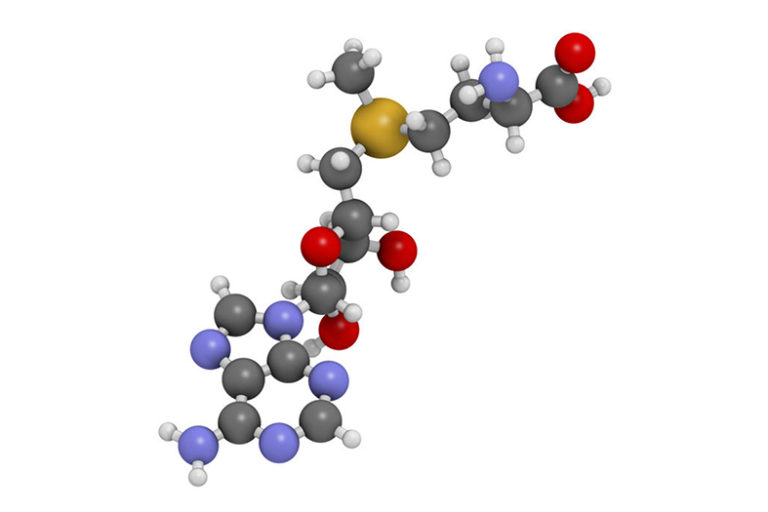 s adenosil metionina