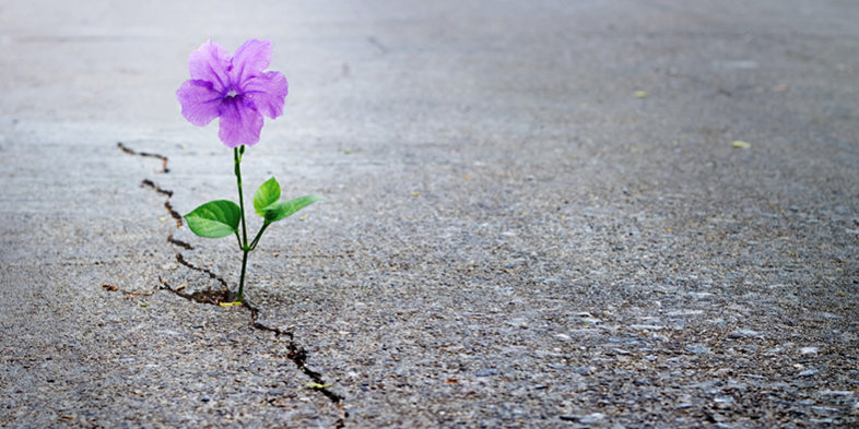 fiore viola cresce tra l’asfalto