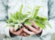 Ritrovare il benessere in menopausa con la salvia